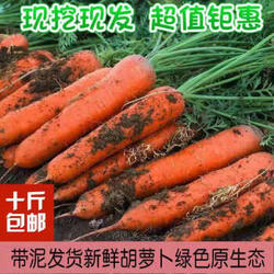约巢十斤特惠新鲜胡萝卜新鲜蔬菜沙地水果红萝卜现挖农家自种胡萝卜 净重5斤(中果)