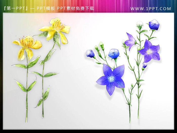 一组唯美水彩花卉PPT插图（1）