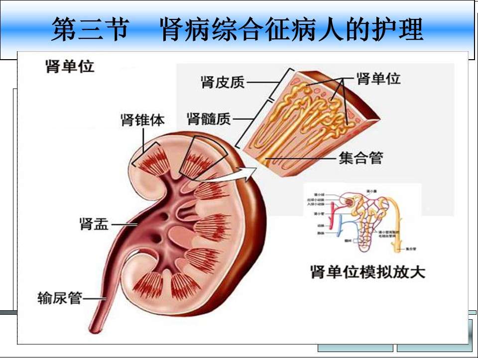 Each department PPT101 Nephrotic syndrome PPT