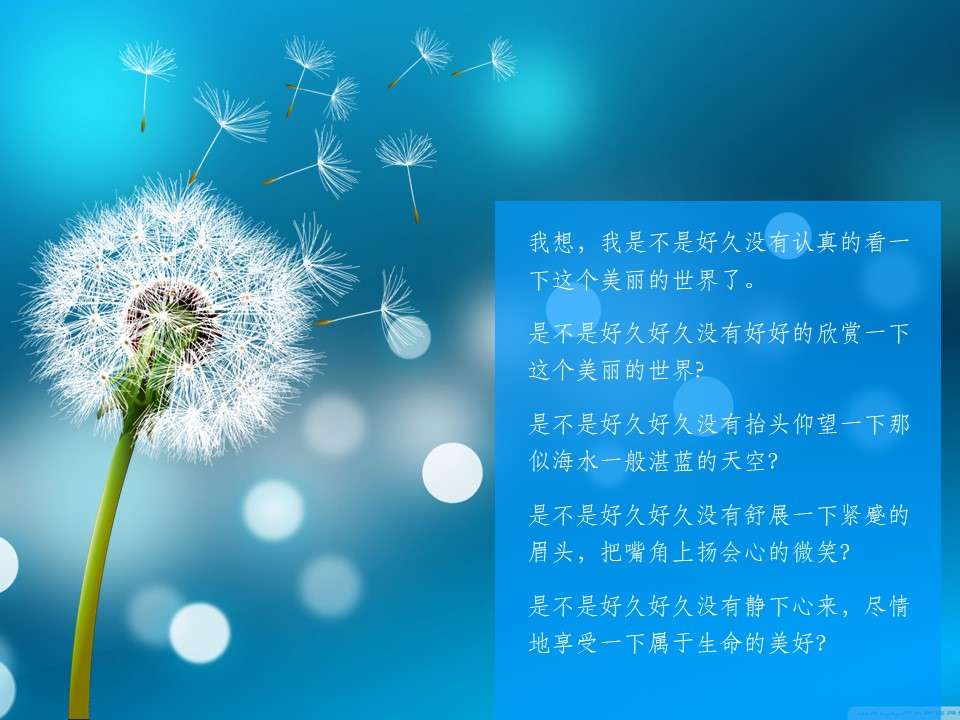 Dreamy beautiful dandelion PPT background picture