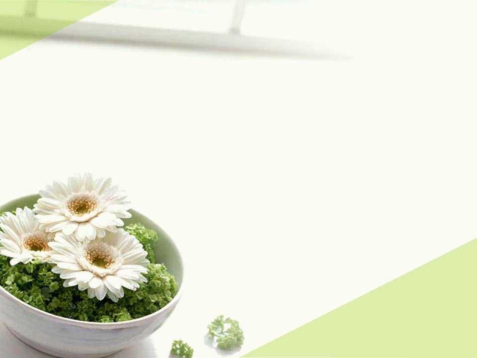 Elegant daisy slideshow background image