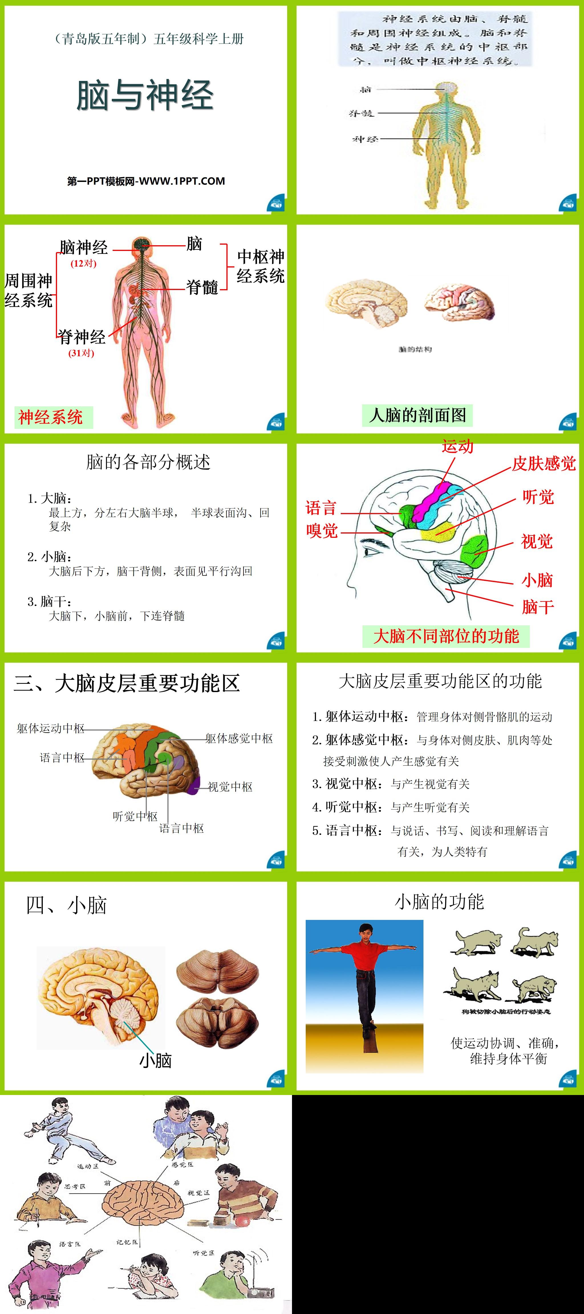 《脑与神经》PPT课件
（2）