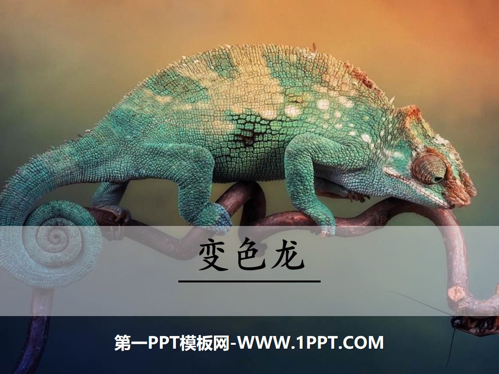 "Chameleon" PPT free courseware download