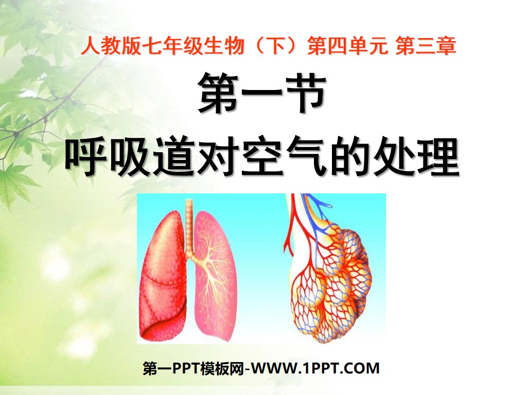 《呼吸道对空气的处理》人体的呼吸PPT课件
