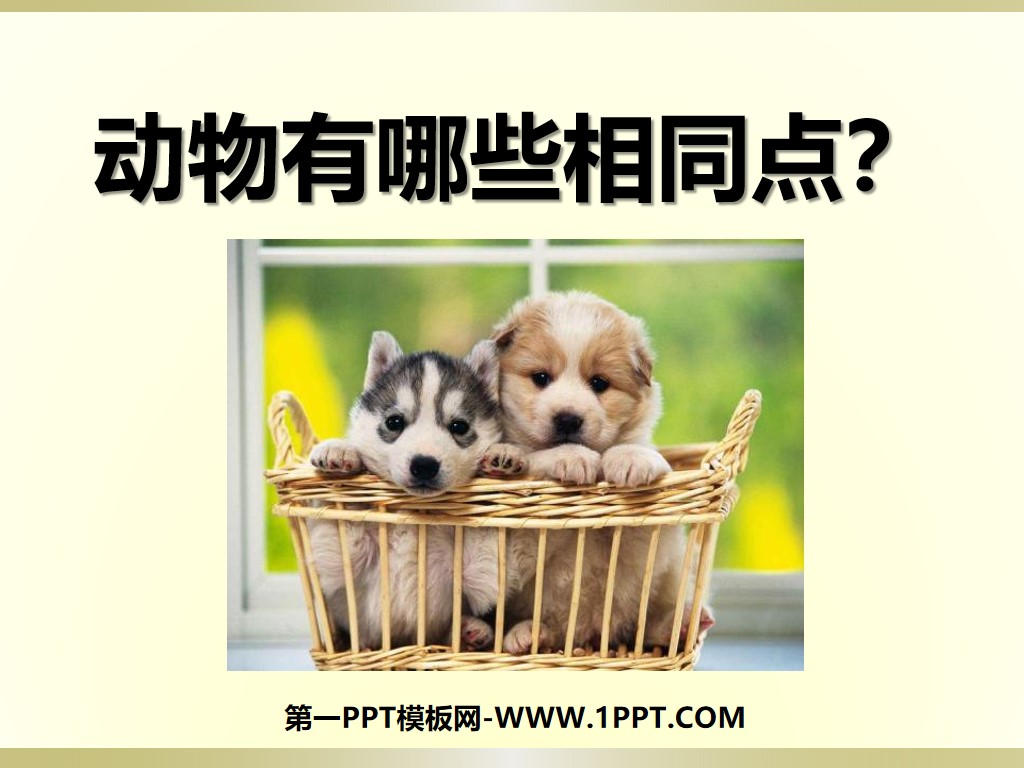 "What are the Similarities Between Animals" Animal PPT Courseware