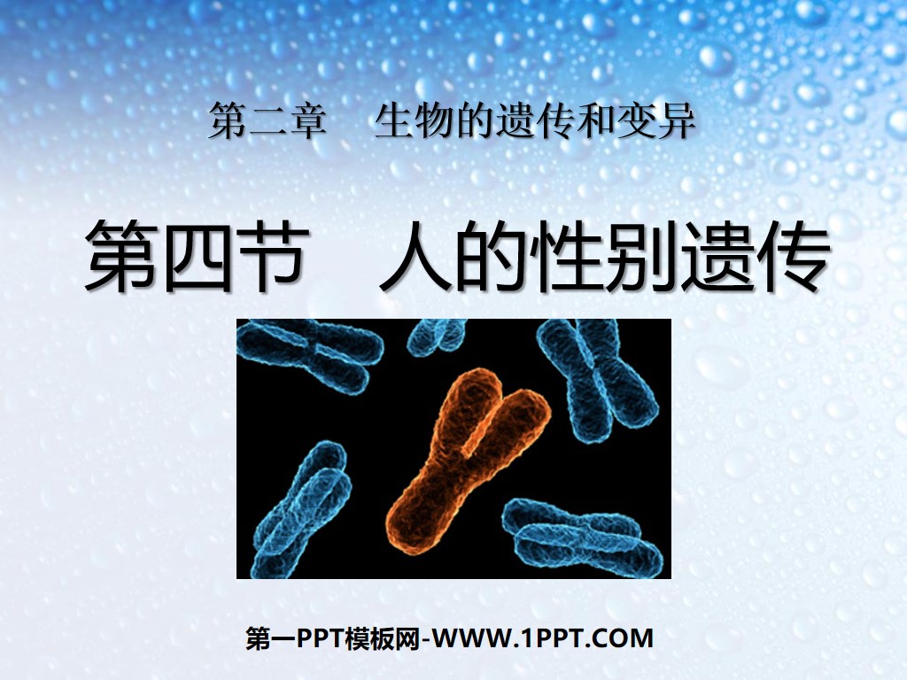 "Human Gender Inheritance" Biological Inheritance and Variation PPT Courseware