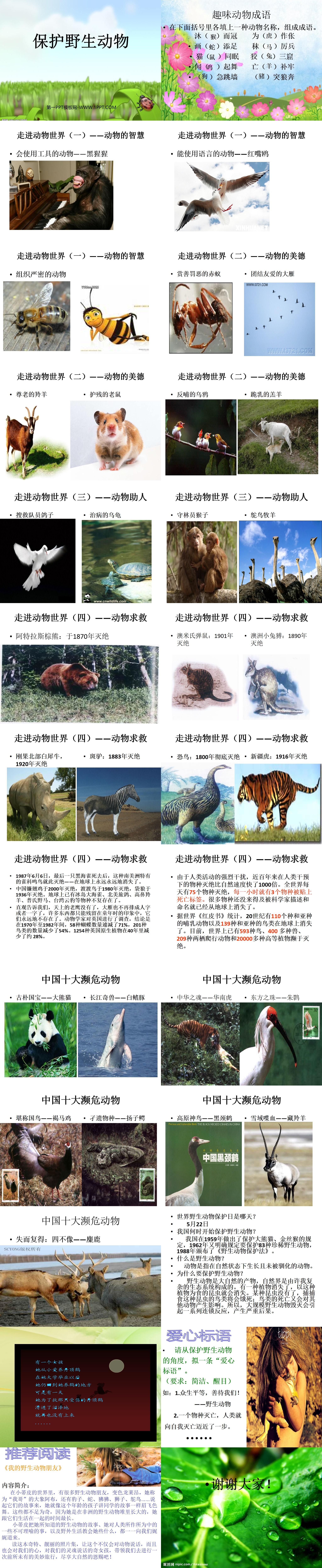 《保护珍稀野生动物》PPT课件3
（2）