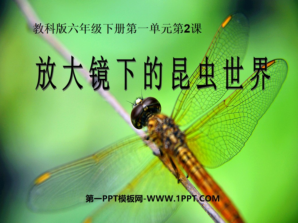 《放大镜下的昆虫世界》微小世界PPT课件2
