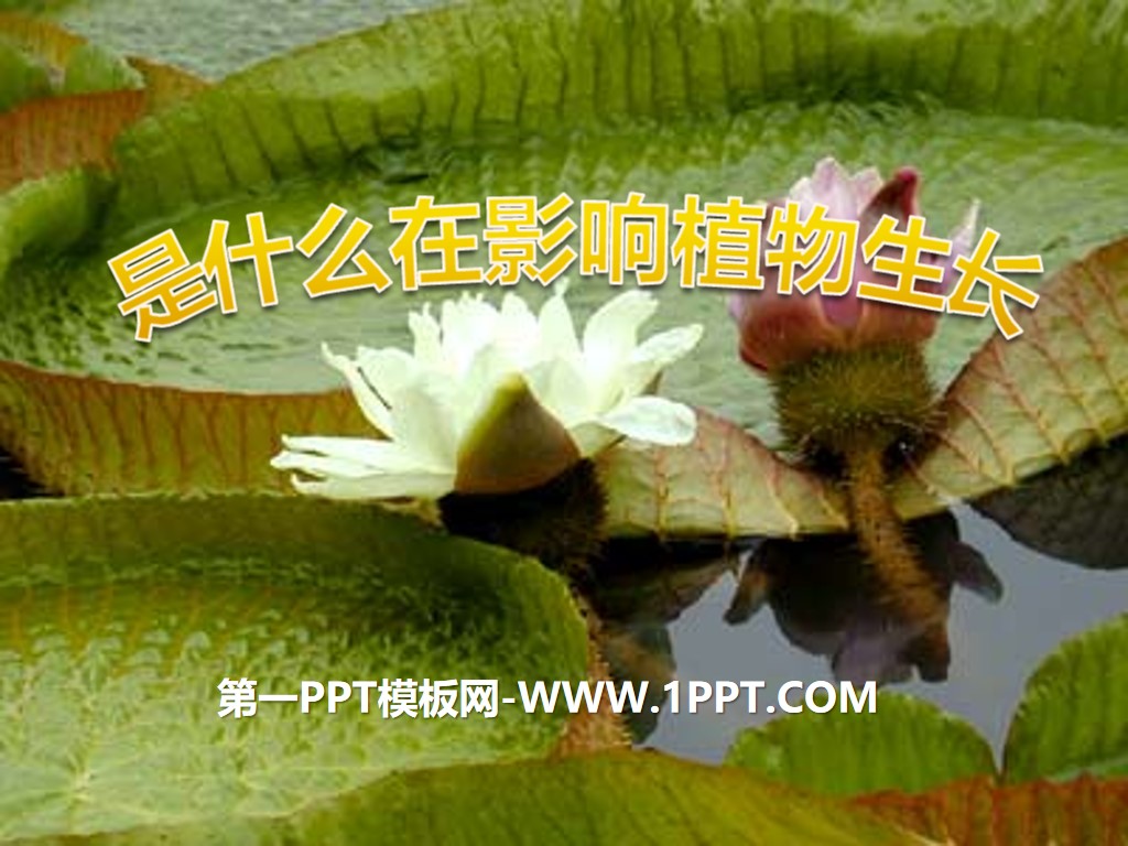 《是什麼在影響植物生長》植物的生長PPT課程2