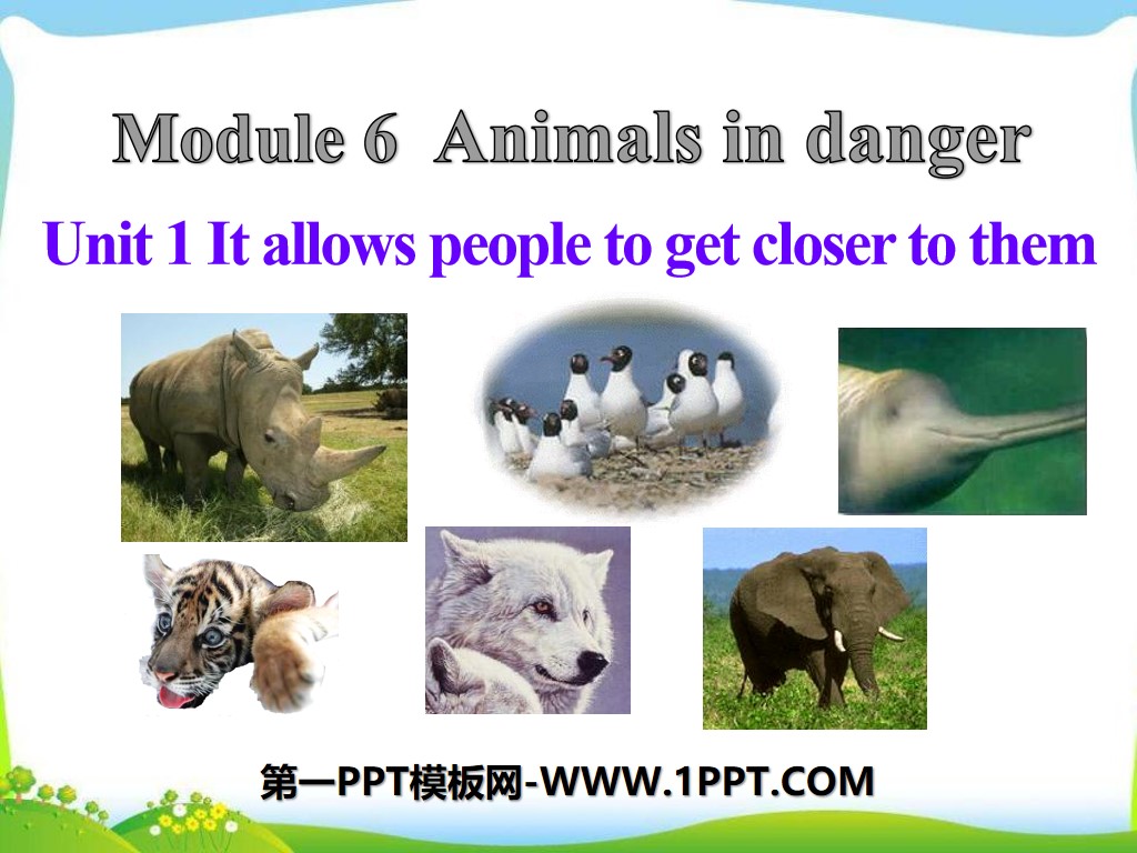 《It allows people to get closer to them》Animals in danger PPT课件4
