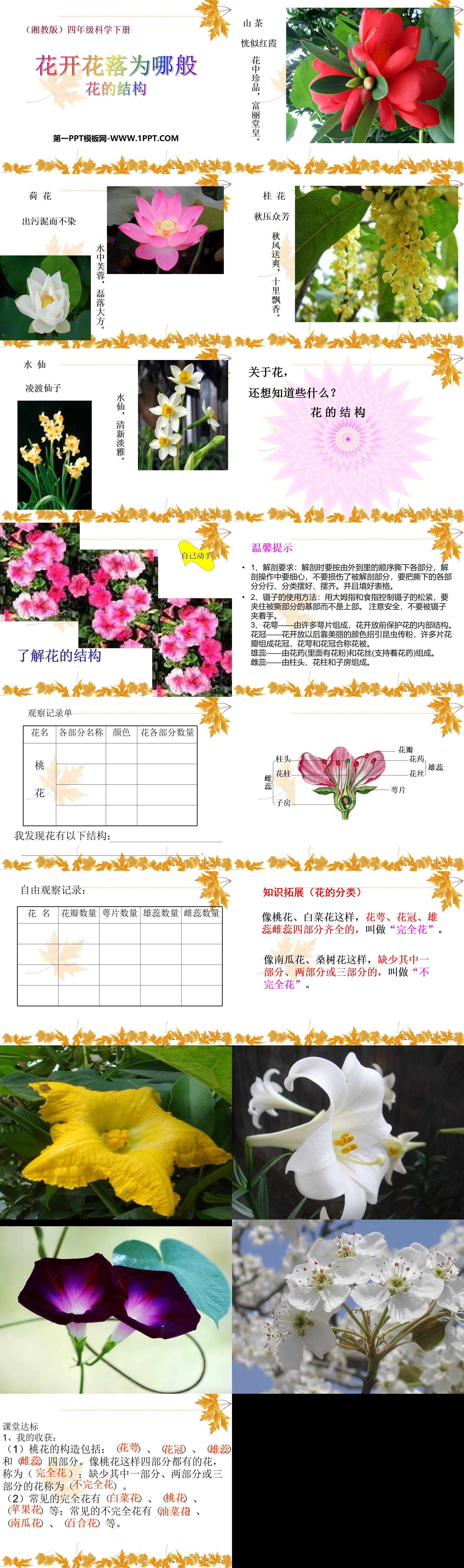 湘教版四年级下册科学《花开花落为哪般》PPT课件
（2）