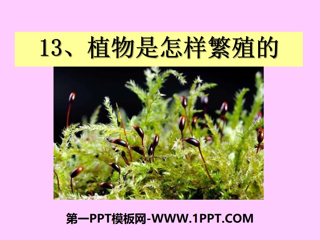《植物是怎样繁殖的》植物的生命系统PPT课件3
