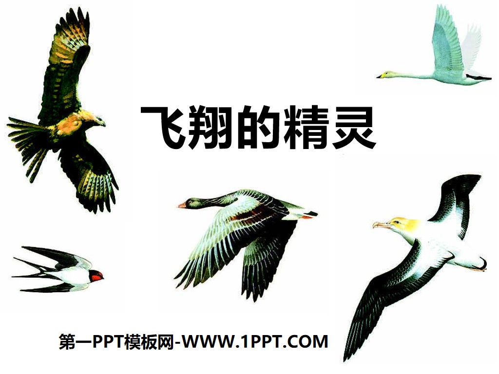 "Flying Elf" Various Animal PPT Courseware 3