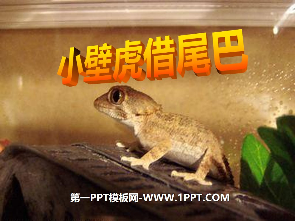 "Little Gecko Borrows Its Tail" PPT courseware 9