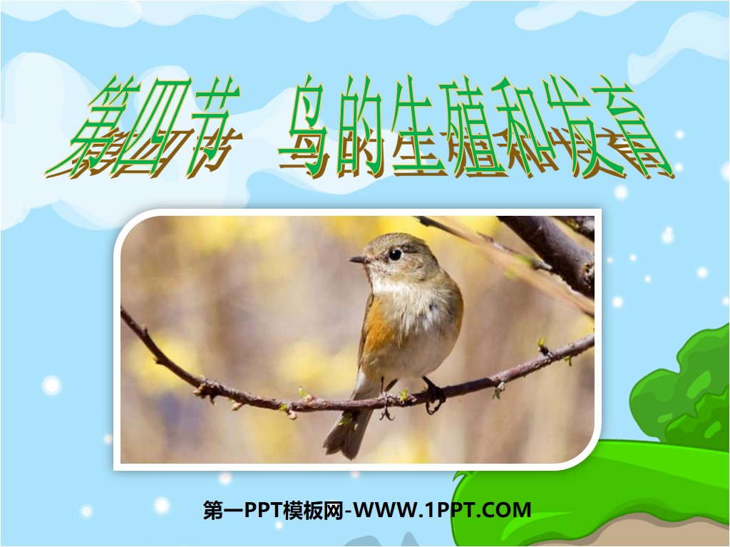 《鸟的生殖和发育》生物的生殖和发育PPT课件3
