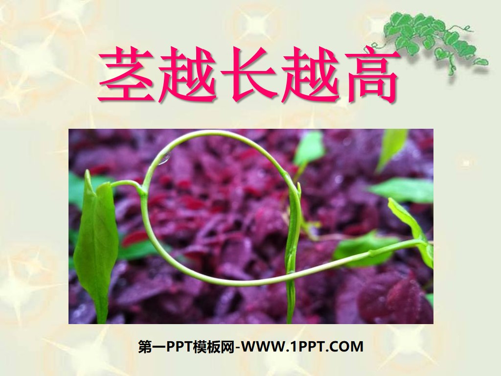 《茎越长越高》植物的生长变化PPT课件3
