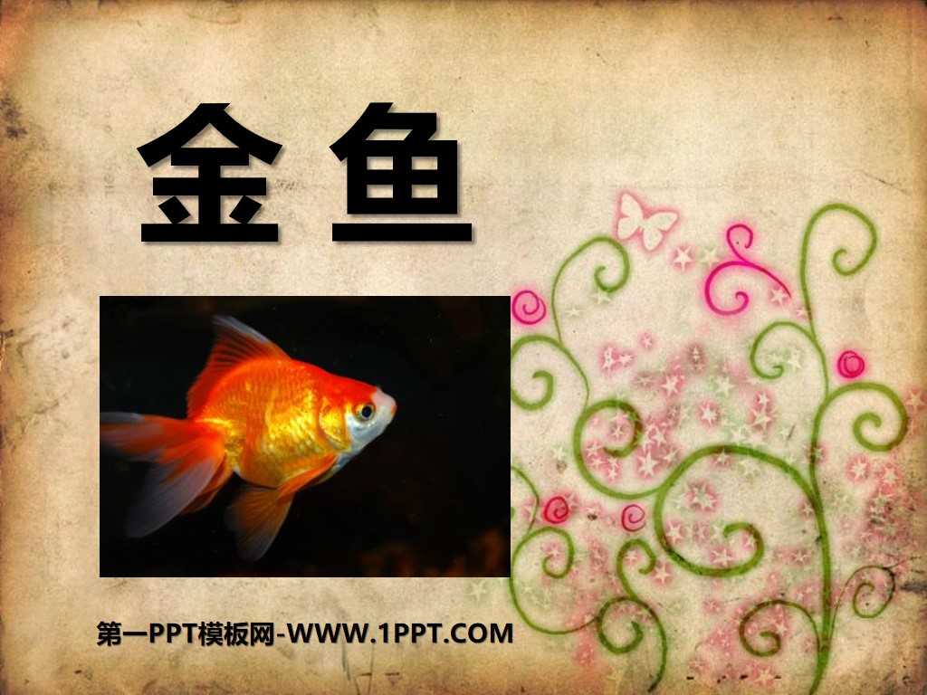 "Goldfish" Animal PPT Courseware 4