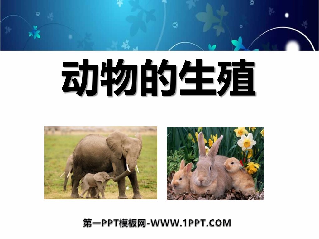 《动物的繁殖》新的生命PPT课件2
