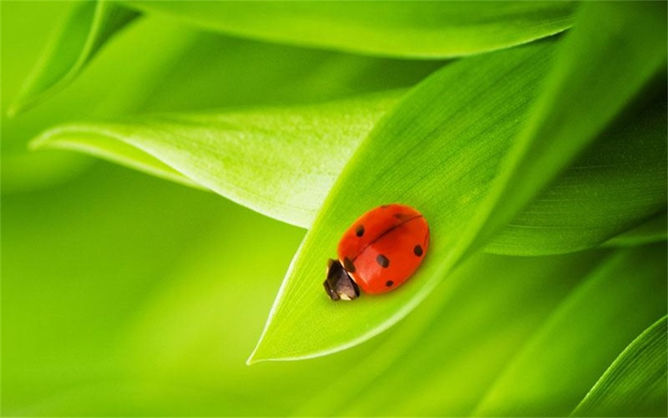 动物背景-ppt背景图片素材-道格资源