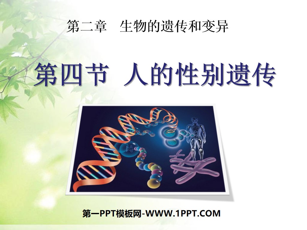 "Human Gender Inheritance" Biological Inheritance and Variation PPT Courseware 2