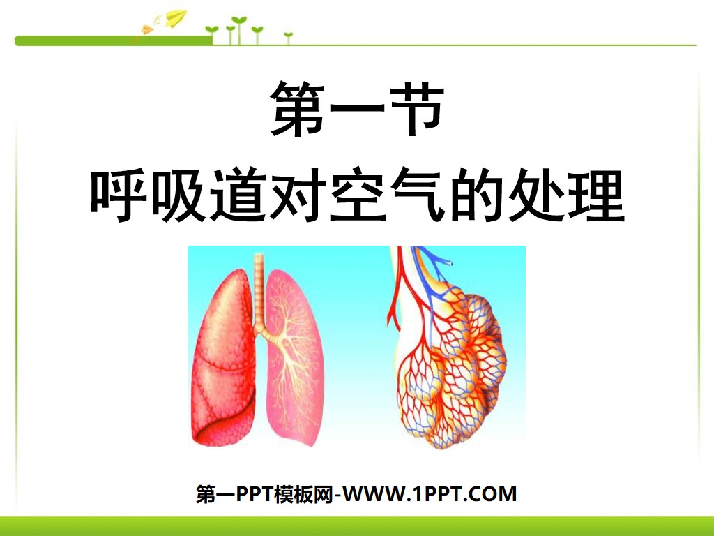 《呼吸道对空气的处理》人体的呼吸PPT课件5
