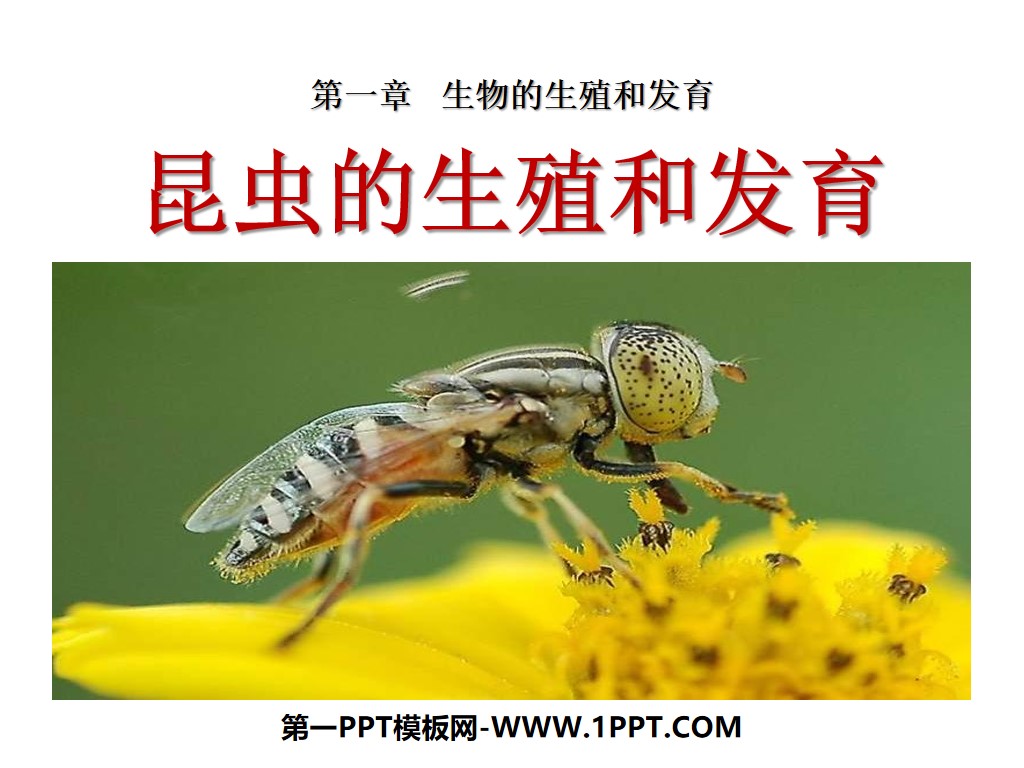 《昆虫的生殖和发育》生物的生殖和发育PPT课件2

