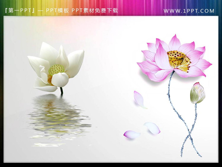 Five sets of exquisite lotus PPT material illustration download