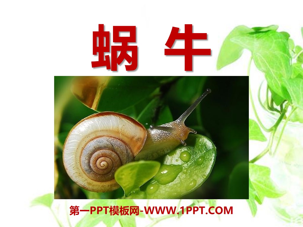 "Snail" animal PPT courseware
