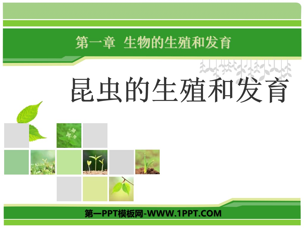 《昆蟲的生殖與發育》生物的生殖與發育PPT課件3