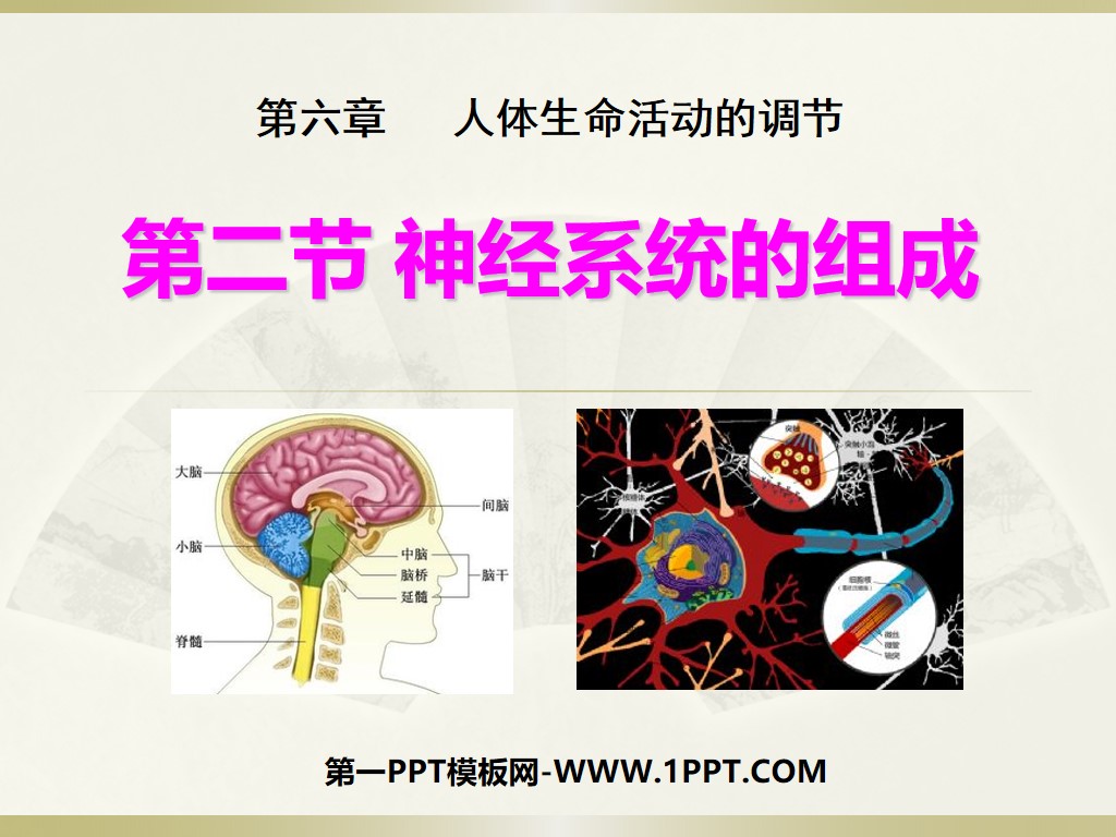 《神经系统的组成》人体生命活动的调节PPT课件4
