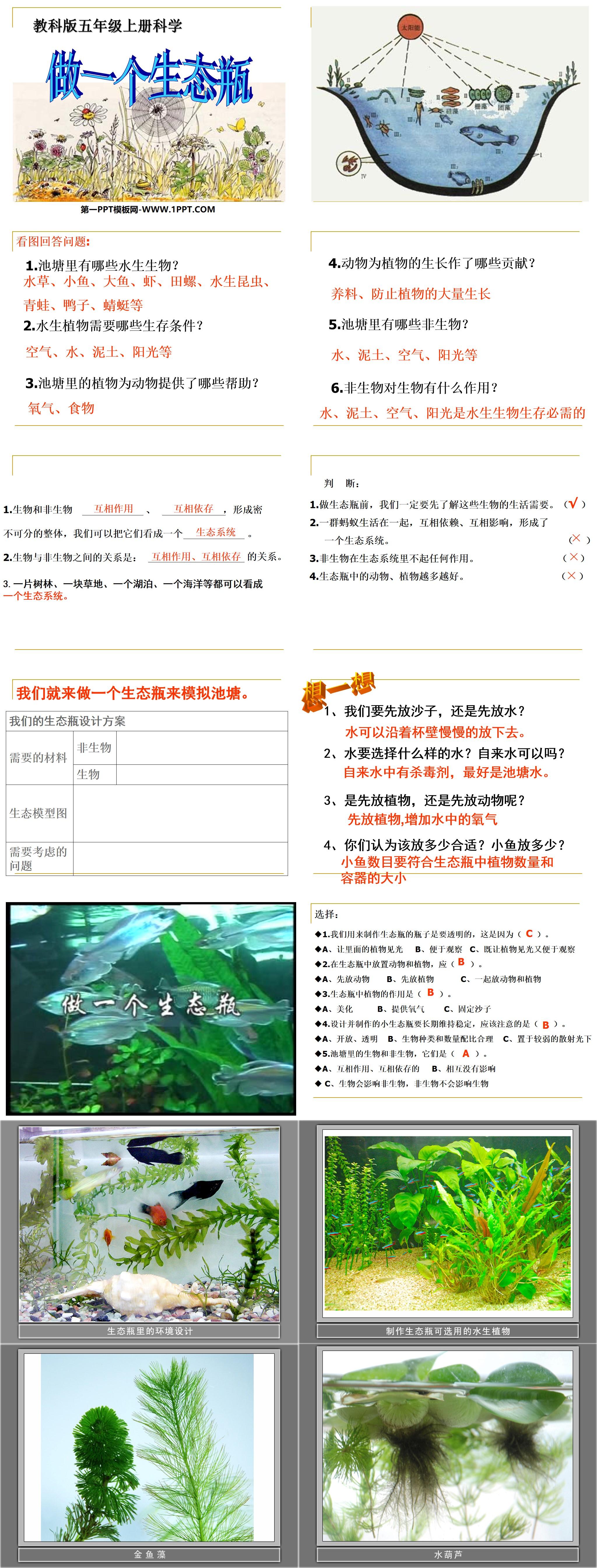 《做一个生态瓶》生物与环境PPT课件4
（2）