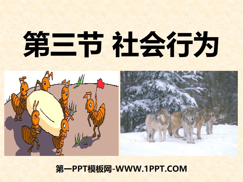 《社会行为》动物的运动和行为PPT课件7
