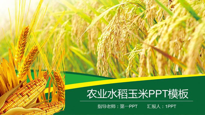 Rice wheat corn background of agricultural products PPT template