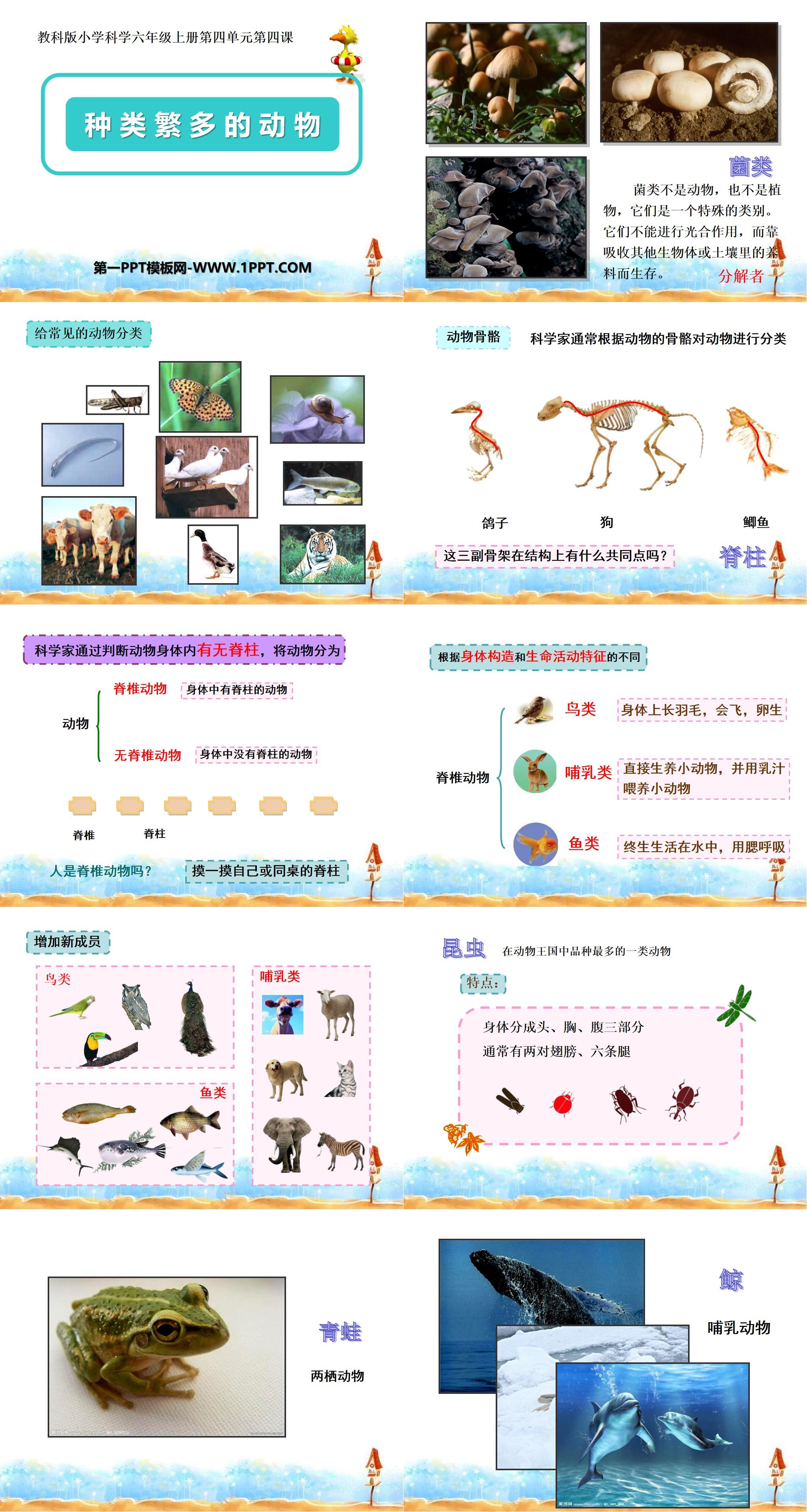 《种类繁多的动物》生物的多样性PPT课件2
（2）