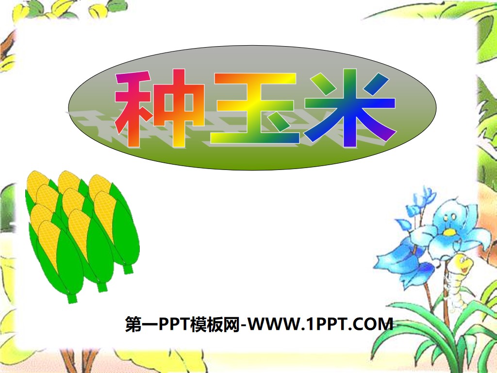 《种玉米》PPT课件
