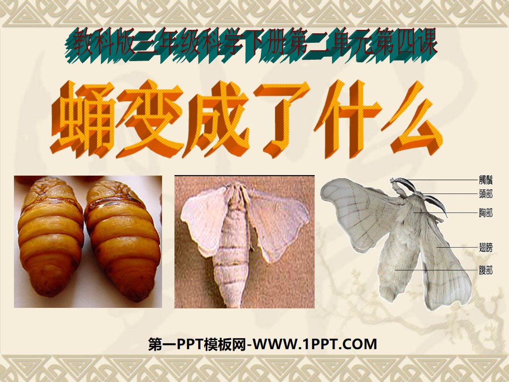 "What Becomes a Chrysalis" Animal Life Cycle PPT Courseware 3