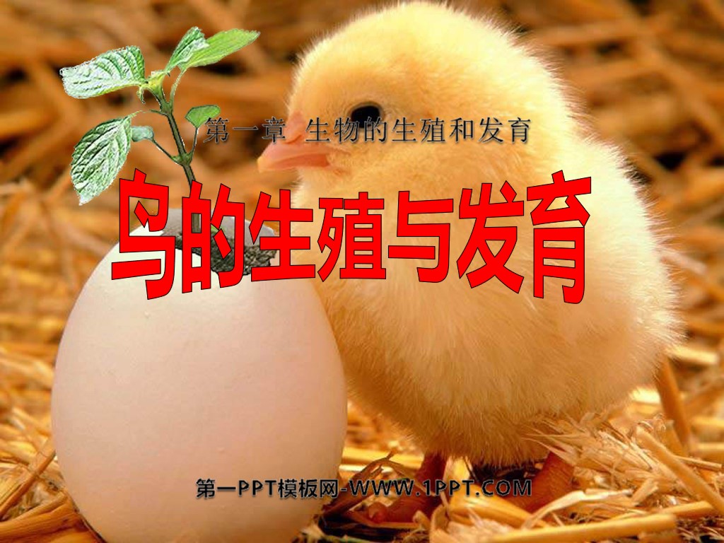 《鸟的生殖和发育》生物的生殖和发育PPT课件2

