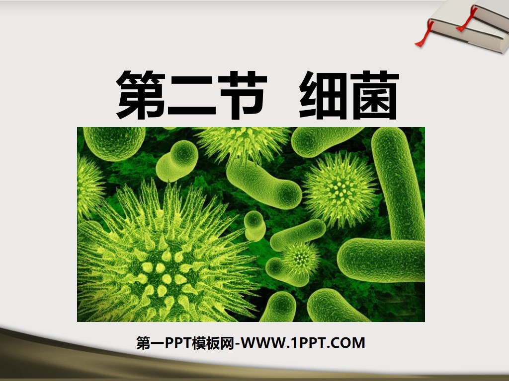 《细菌》细菌和真菌PPT课件2
