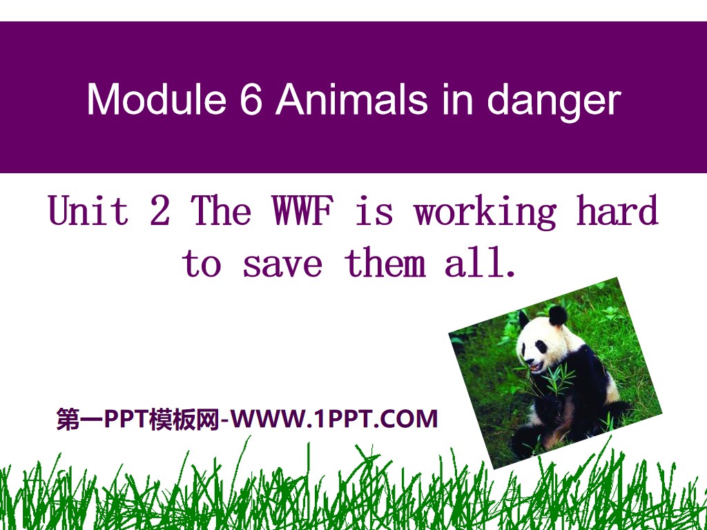 《The WWF is working hard to save them all》Animals in danger PPT課件4