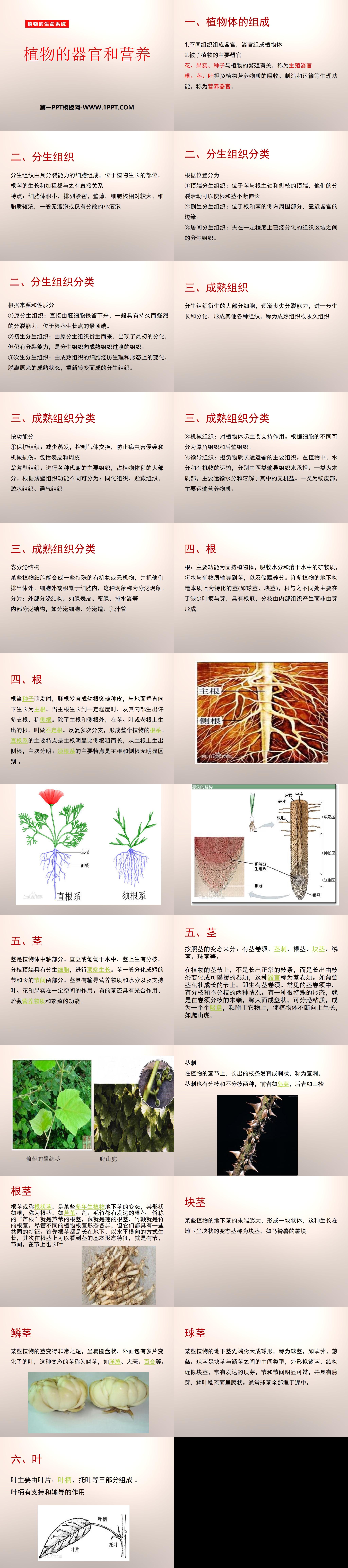 人教版六年级科学上册（2）