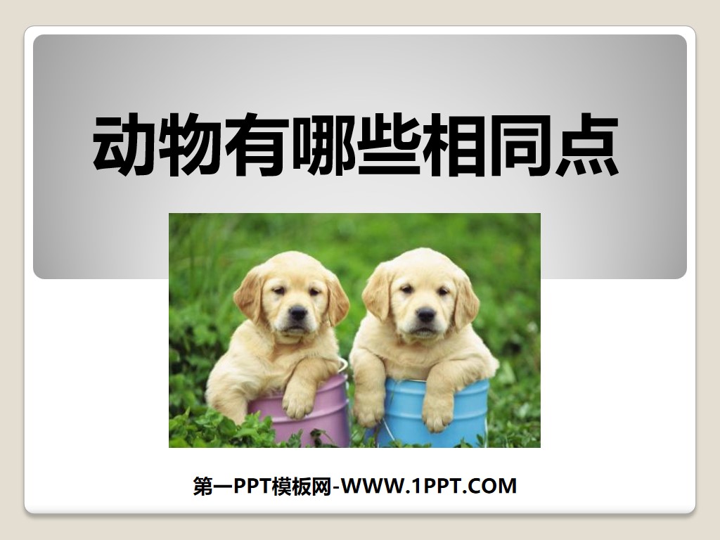 "What are the Similarities Between Animals" Animal PPT Courseware 4