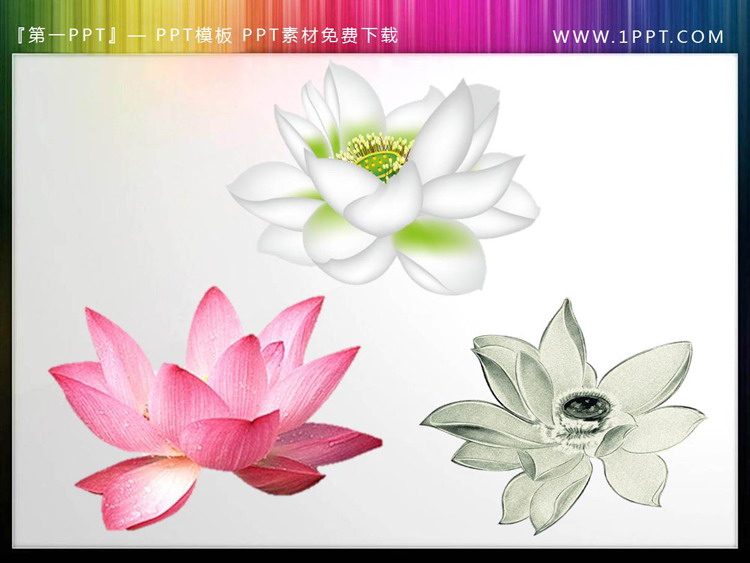 12 sets of transparent lotus leaf PPT material
