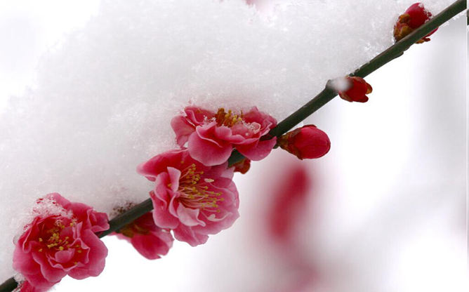 傲雪梅花幻灯片背景图片