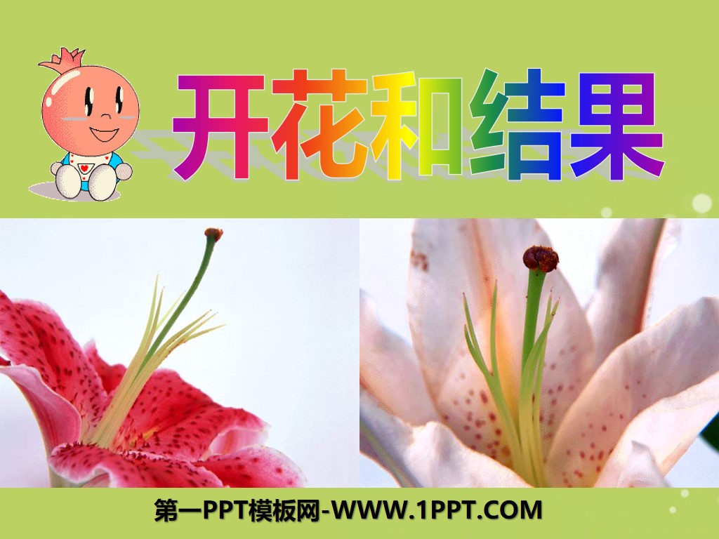 《开花和结果》被子植物的一生PPT课件7
