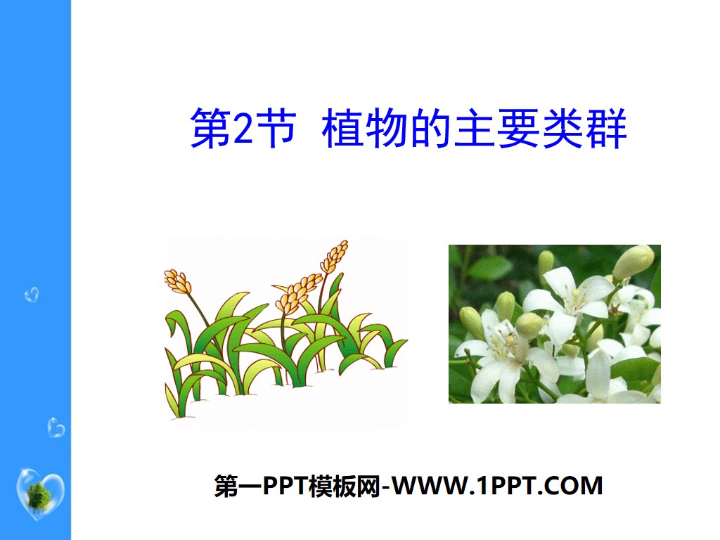 《植物的主要类群》PPT
